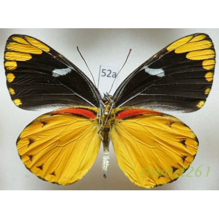 Delias splendida Rothschild, 1894 Indonesia, Timor52a